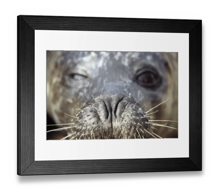 Framed Print : Harbour seal (Phoca vitulina), Common seal close-up of nose with whiskers