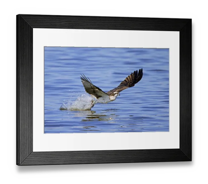Framed Print : Western osprey (Pandion haliaetus) catching fish in its talons from water surface of lake in late summer