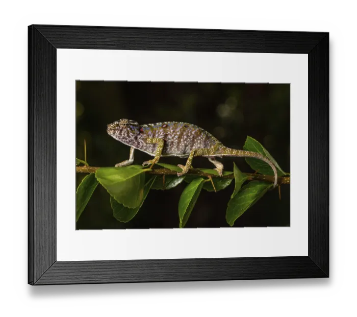 Framed Print : Rediscovered female voeltzkow's chameleon (Furcifer voeltzkowi)