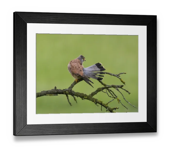 Framed Print : A kestrel perched on a mossy branch against a green background