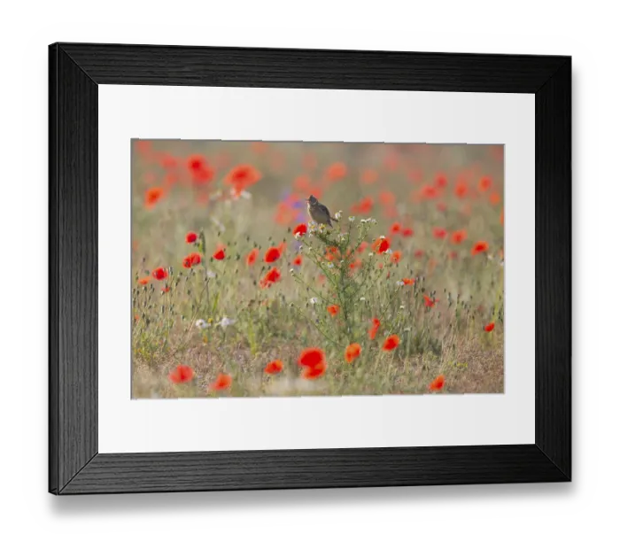 Framed Print : Skylark (Alauda arvensis), adult bird