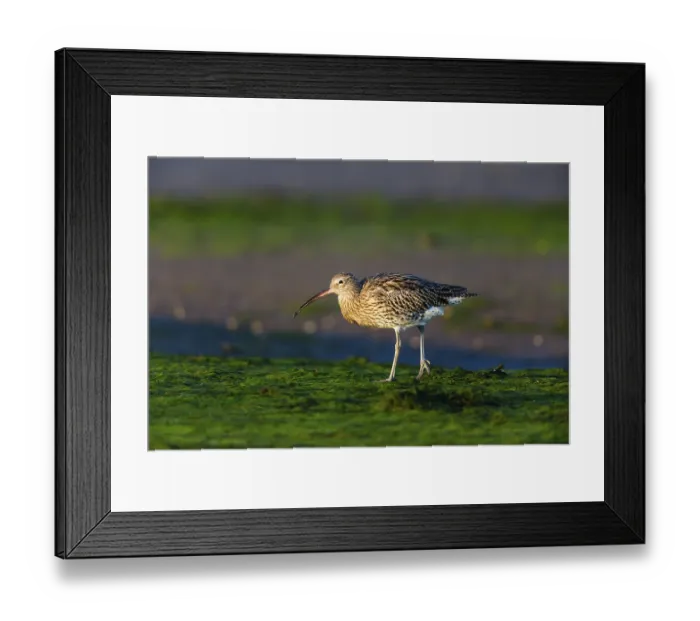 Framed Print : Eurasian curlew (Numenius arquata)
