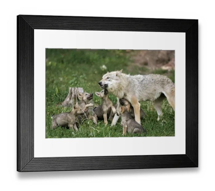 Framed Print : Wolf with cubs (Canis lupus), cub Framed Print : Wolf with cubs (Canis lupus), cub