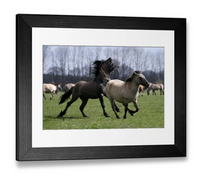 Framed Print : Wild Horse Duelmen, Duelmen, North Rhine-Westphalia