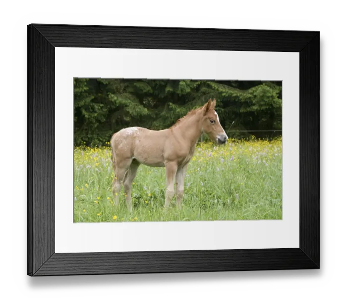 Framed Print : Foal of an Arab-Haflinger Mare and Appaloosa Stallion
