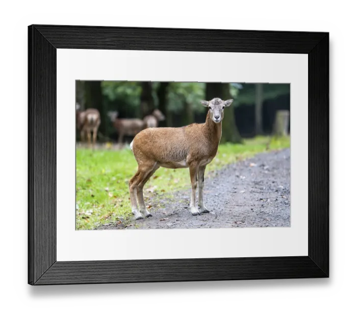 Framed Print : Mouflon (Ovis-gmelini) female, Volcanic Eifel