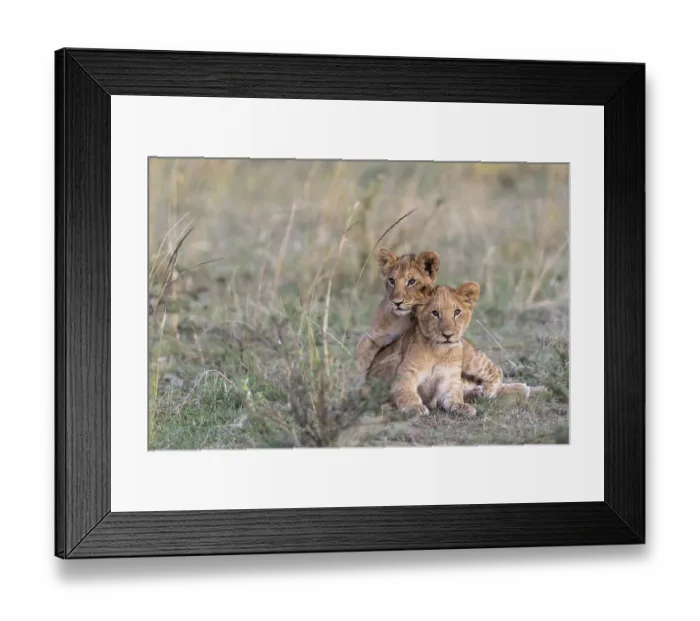 Framed Print : Small lions (Panthera leo), lying in the grass