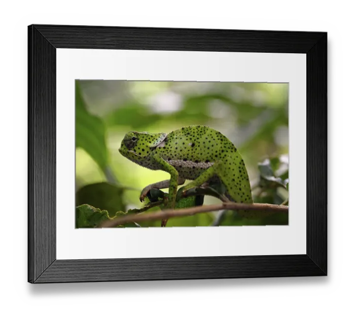 Framed Print : Chameleon (Chamaeleo dilepis), Zanzibar Framed Print : Chameleon (Chamaeleo dilepis), Zanzibar