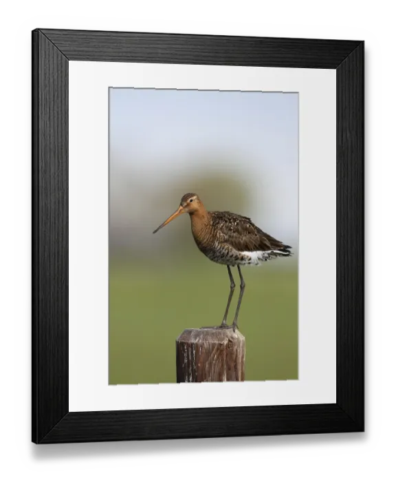 Framed Print : Black-tailed Godwit (Limosa limosa)