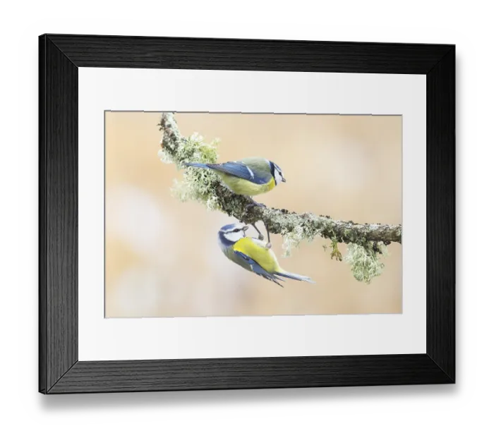 Framed Print : Blue tit (Parus caeruleus), pair exercising on a branch overgrown with lichen Framed Print : Blue tit (Parus caeruleus), pair exercising on a branch overgrown with lichen
