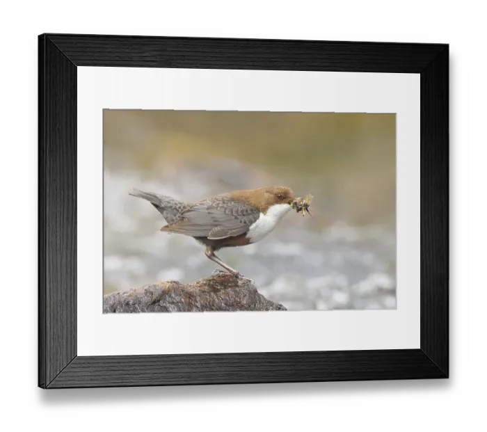Framed Print : White-throated Dipper (Cinclus cinclus) on a stone on the bank of a river
