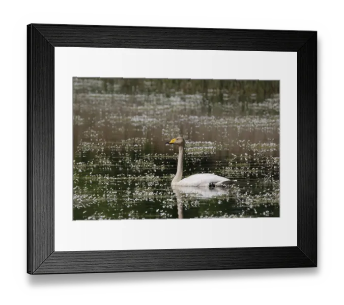 Framed Print : Whooper swan (Cygnus cygnus) in water Framed Print : Whooper swan (Cygnus cygnus) in water