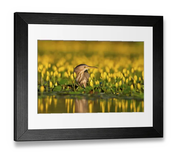 Framed Print : Little Bittern (Ixobrychus minutus) hunting for prey