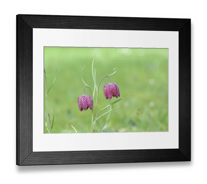 Framed Print : Snake's head fritillary (Fritillaria meleagris)