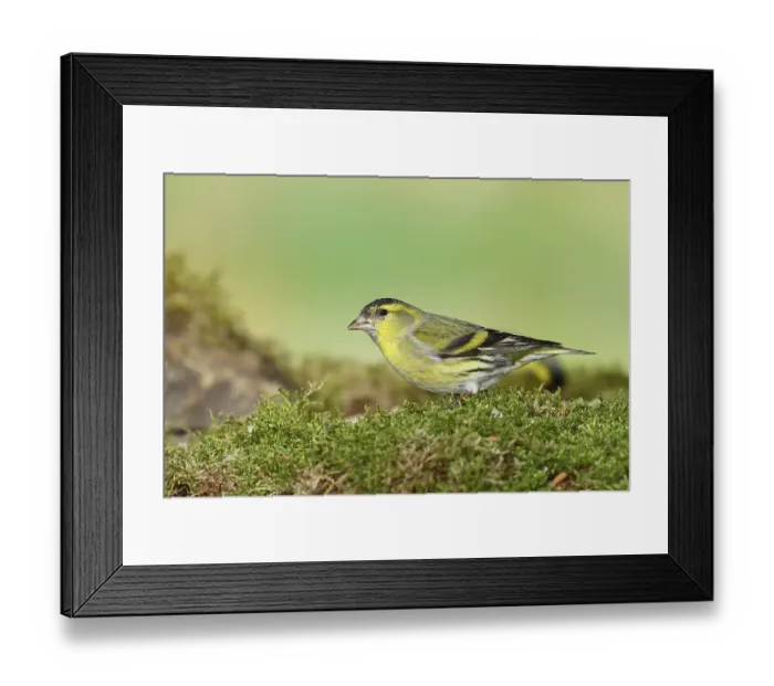 Framed Print : Eurasian siskin (Carduelis spinus)