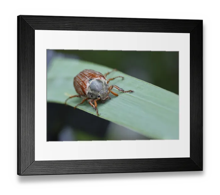 Framed Print : Northern cockchafer (Melolontha hippocastani)