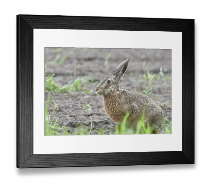 Framed Print : European hare (Lepus europaeus) sitting on a freshly harrowed field