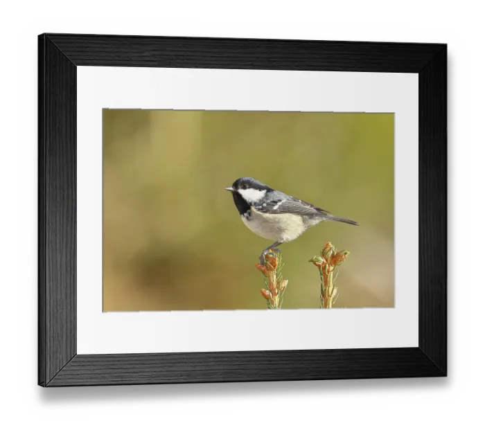 Framed Print : Fir tit (Parus ater), sitting on the top of a young spruce Framed Print : Fir tit (Parus ater), sitting on the top of a young spruce
