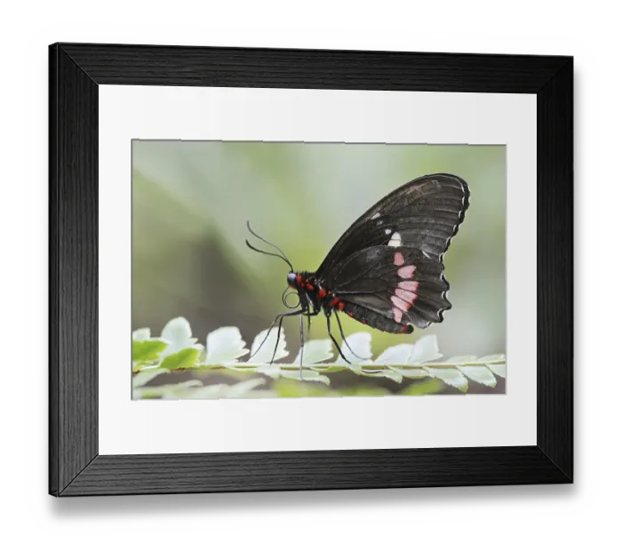 Framed Print : Parides butterfly or Parides butterfly (Parides iphidamas) Framed Print : Parides butterfly or Parides butterfly (Parides iphidamas)