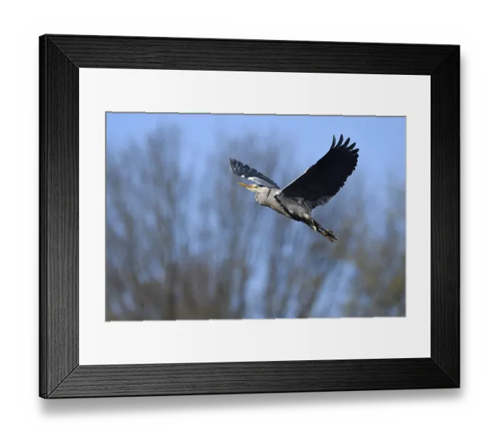 Framed Print : Grey heron (Ardea cinerea), in flight Framed Print : Grey heron (Ardea cinerea), in flight