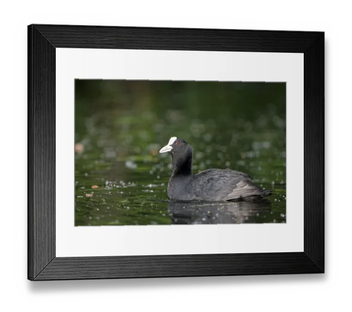 Framed Print : Eurasian Coot rail, coot (Fulica atra)