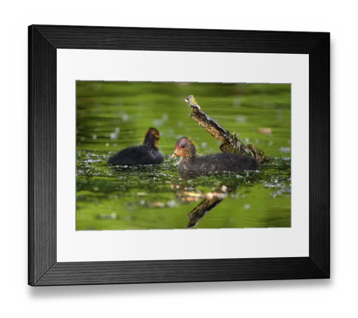 Framed Print : Eurasian Coot rail, coot (Fulica atra) Framed Print : Eurasian Coot rail, coot (Fulica atra)