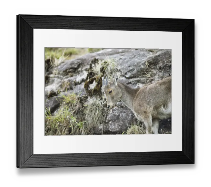 Framed Print : Nilgiri tahr (Nilgiritragus hylocrius)
