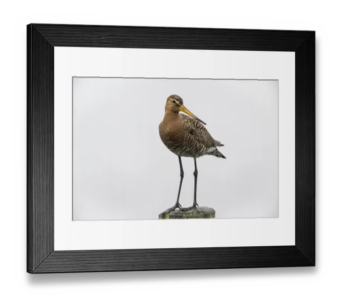Framed Print : Black-tailed Godwit (Limosa limosa)
