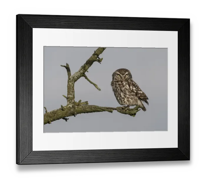 Framed Print : Little owl (Athene noctua), Emsland