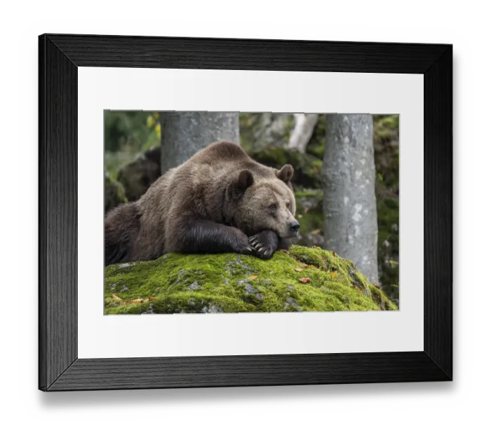 Framed Print : Brown bear (Ursus arctos) lying on a rock covered with moss