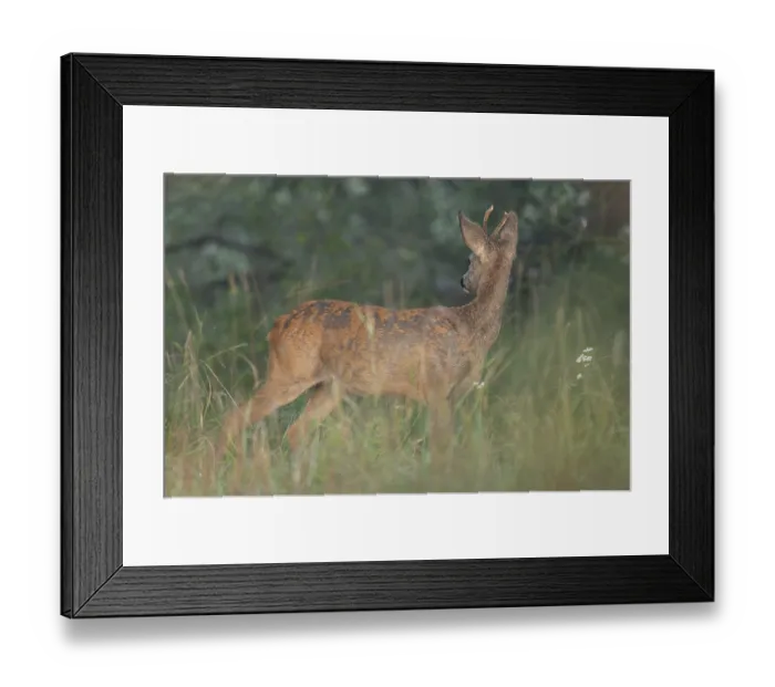 Framed Print : European roe deer (Capreolus capreolus)