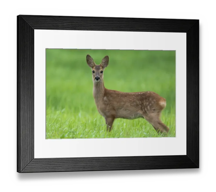 Framed Print : European roe deer (Capreolus capreolus)