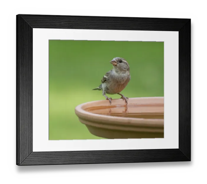 Framed Print : House sparrow (Passer domesticus) standing on a bird bath