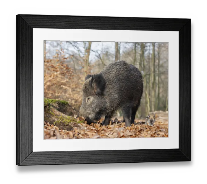 Framed Print : Wild boar, wild boar (Sus scrofa) Framed Print : Wild boar, wild boar (Sus scrofa)
