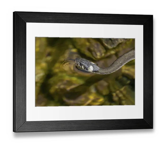 Framed Print : Grass snake (Natrix natrix) swimming in a body of water