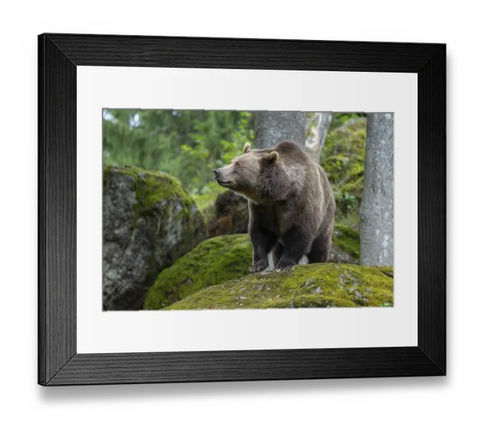 Framed Print : Brown bear (Ursus arctos) standing on a rock covered with moss