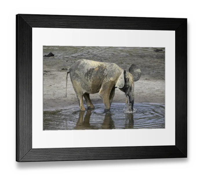 Framed Print : African forest elephant (Loxodonta cyclotis) in the Dzanga Bai forest clearing