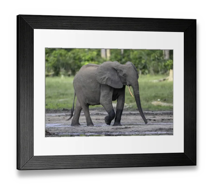 Framed Print : African forest elephant (Loxodonta cyclotis) in the Dzanga Bai forest clearing