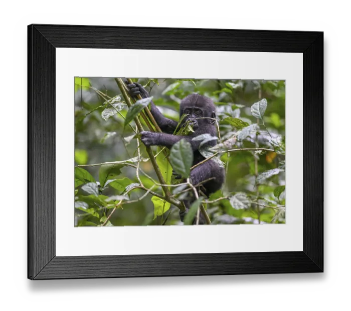 Framed Print : Western lowland gorilla (Gorilla gorilla gorilla) near the Bai-Hokou forest clearing