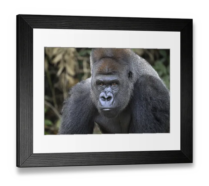 Framed Print : Western lowland gorilla (Gorilla gorilla gorilla)