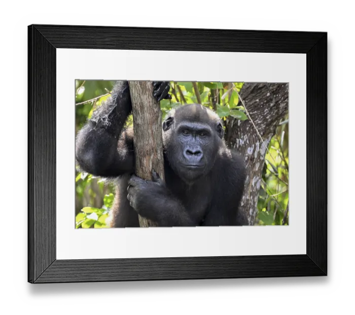 Framed Print : Western lowland gorilla (Gorilla gorilla gorilla)