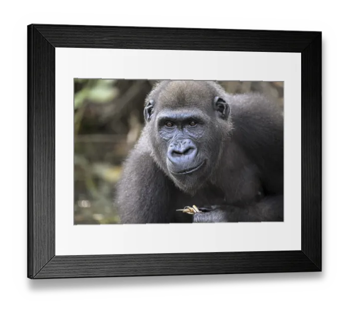 Framed Print : Western lowland gorilla (Gorilla gorilla gorilla)