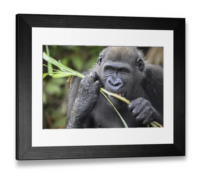 Framed Print : Western lowland gorilla (Gorilla gorilla gorilla) eating