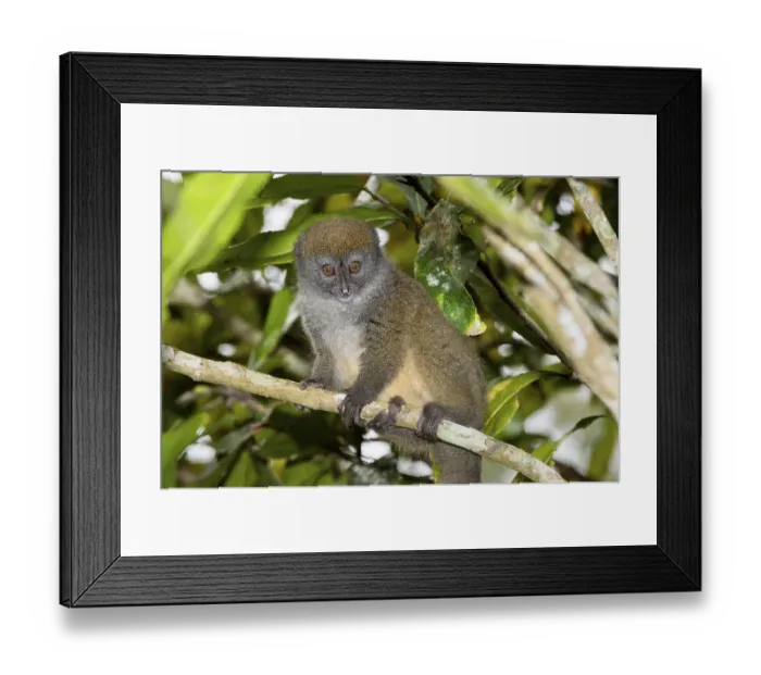 Framed Print : Eastern Lesser Bamboo Lemur (Hapalemur griseus)