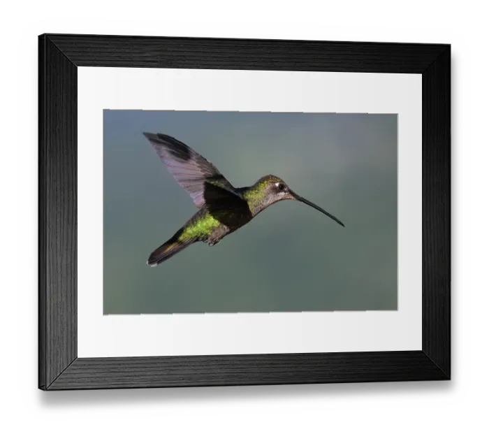 Framed Print : Flying Talamanca hummingbird or admirable hummingbird (Eugenes spectabilis) Framed Print : Flying Talamanca hummingbird or admirable hummingbird (Eugenes spectabilis)