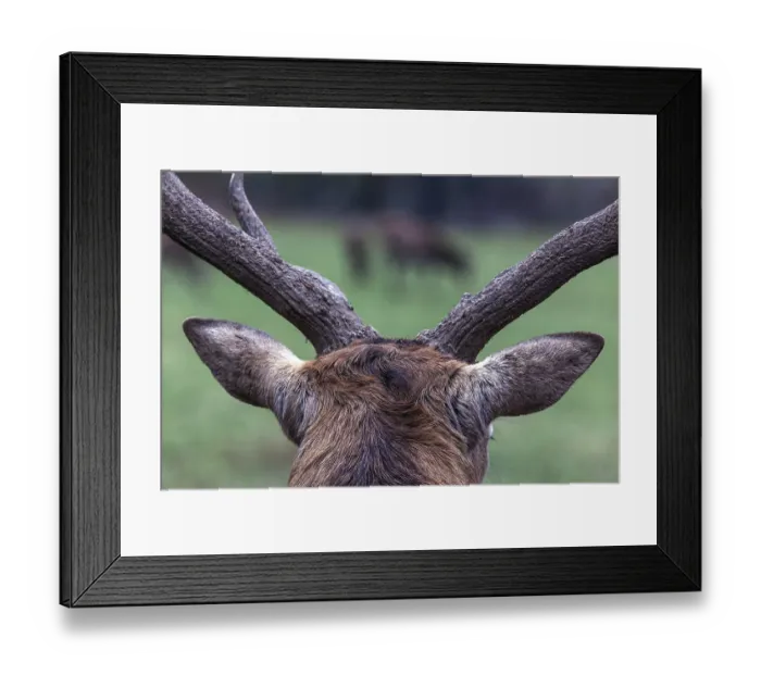 Framed Print : Stag, red deer (Cervus elaphus) Framed Print : Stag, red deer (Cervus elaphus)
