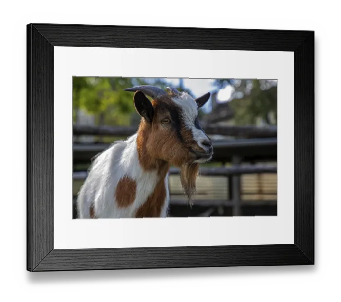 Framed Print : Goat (Capra), mountain village Rasa