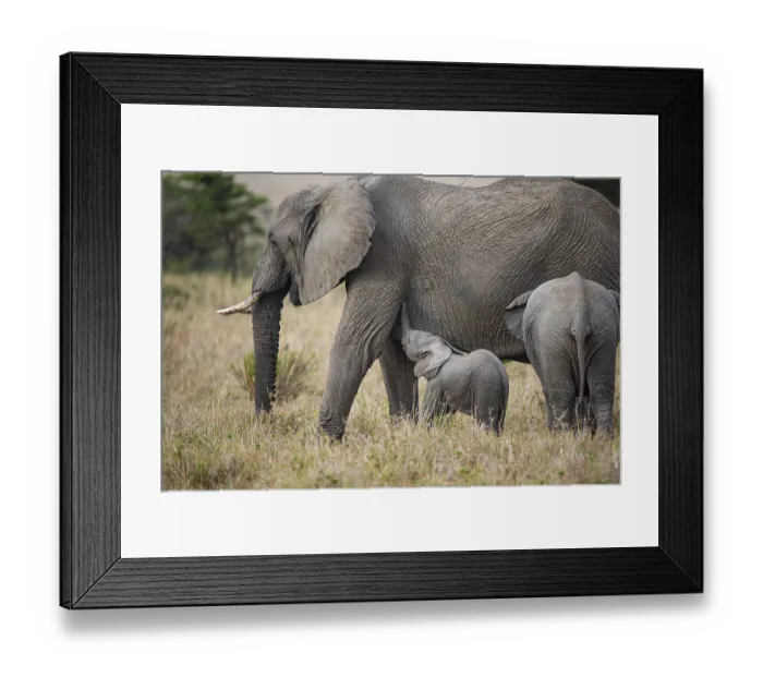 Framed Print : African elephant (Loxodonta africana) Masai Mara Kenya