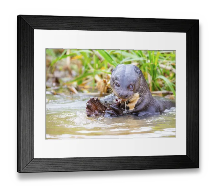 Framed Print : Giant otter (Pteronura brasiliensis) Pantanal Brazil Framed Print : Giant otter (Pteronura brasiliensis) Pantanal Brazil
