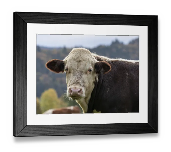 Framed Print : Agriculture, Animal, Livestock, Cattle Framed Print : Agriculture, Animal, Livestock, Cattle